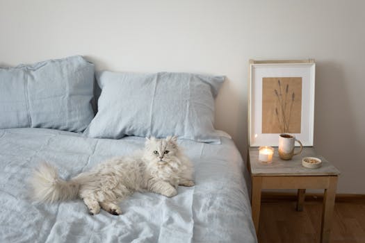 cozy bedroom with soft lighting